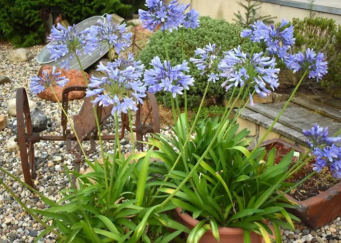 Harzvorland Lägenhet Ballenstedt